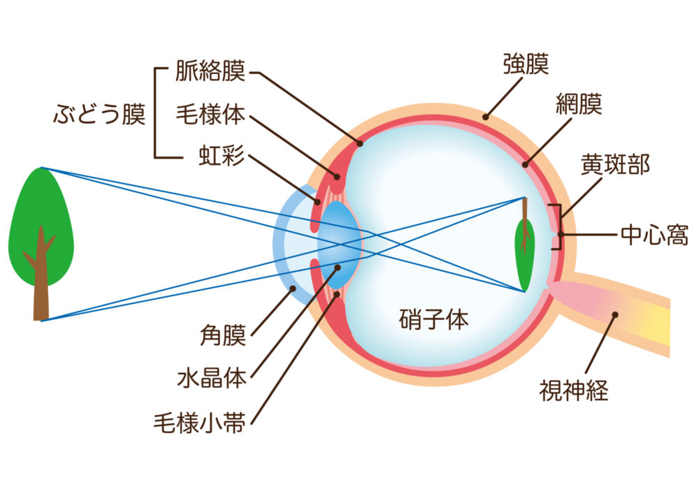 角膜の役割