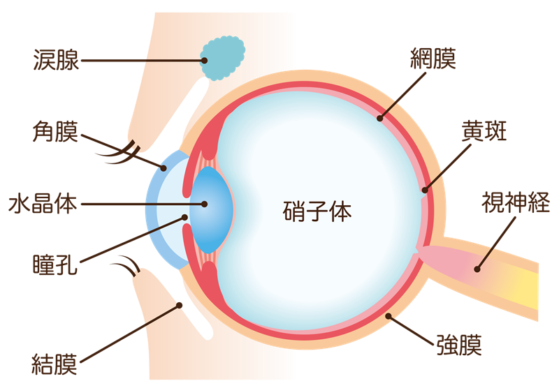 目の血管が詰まる「網膜静脈閉塞症」